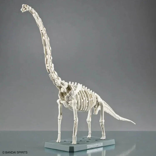 Plastic Brachiosaurus Fossils Skeleton - Brachiosaurus Dinosaur Toys