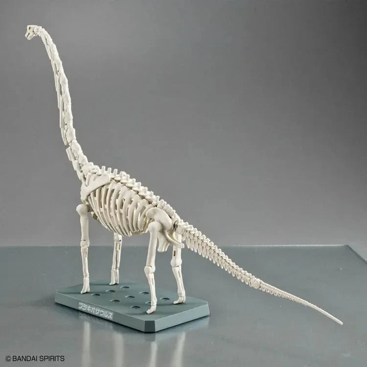 Plastic Brachiosaurus Fossils Skeleton - Brachiosaurus Dinosaur Toys